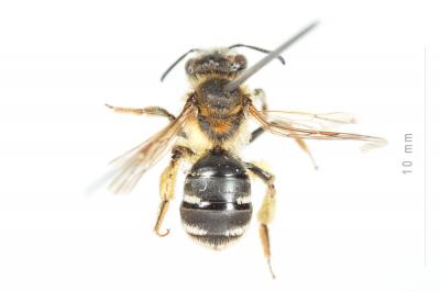  Andrena combinata (Christ, 1791)