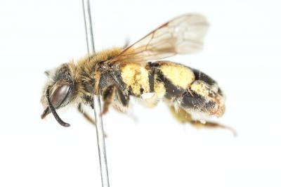  Andrena combinata (Christ, 1791)