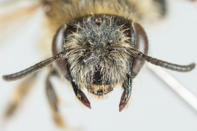  Andrena combinata (Christ, 1791)