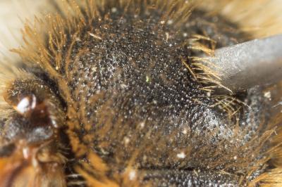  Andrena combinata (Christ, 1791)