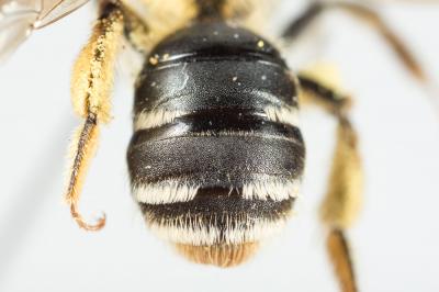  Andrena combinata (Christ, 1791)