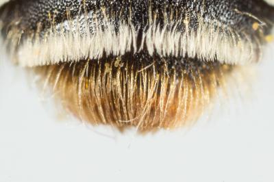  Andrena combinata (Christ, 1791)