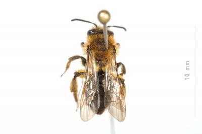  Andrena congruens Schmiedeknecht, 1882