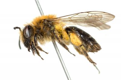 Andrena congruens Schmiedeknecht, 1882