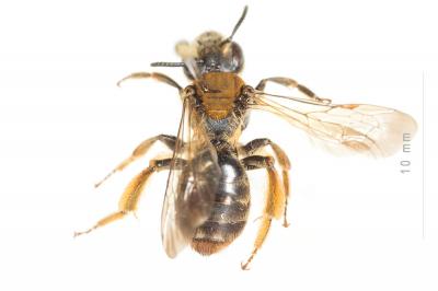  Andrena curvungula Thomson, 1870