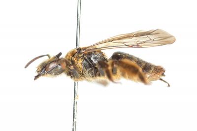  Andrena curvungula Thomson, 1870