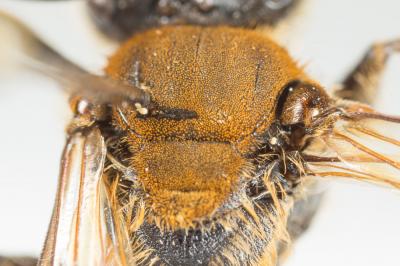  Andrena curvungula Thomson, 1870