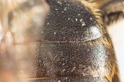 Andrena curvungula Thomson, 1870