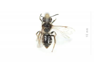  Andrena distinguenda Schenck, 1871