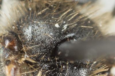  Andrena distinguenda Schenck, 1871