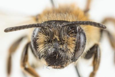  Andrena dorsata (Kirby, 1802)