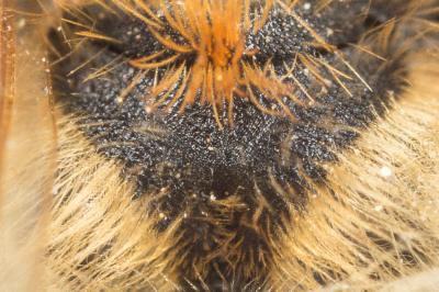  Andrena dorsata (Kirby, 1802)