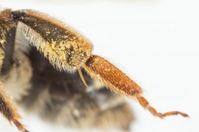  Andrena dorsata (Kirby, 1802)