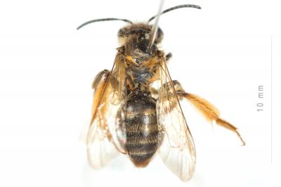  Andrena ferox Smith, 1847