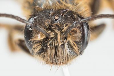  Andrena ferox Smith, 1847