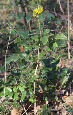Faux Houx Berberis aquifolium Pursh, 1814