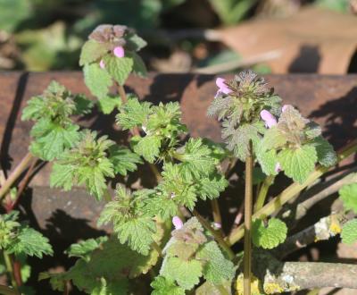 Lamier pourpre, Ortie rouge Lamium purpureum L., 1753