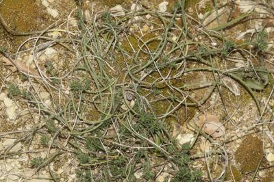 Lepture courbé Parapholis incurva (L.) C.E.Hubb., 1946