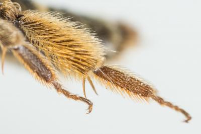  Andrena fulvata Stoeckhert, 1930