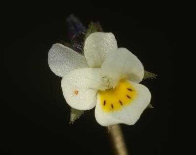 Pensée de Kitaibel Viola kitaibeliana Schult., 1819