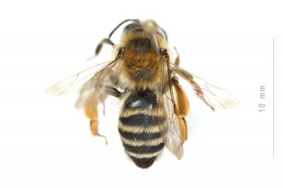  Andrena gravida Imhoff, 1832