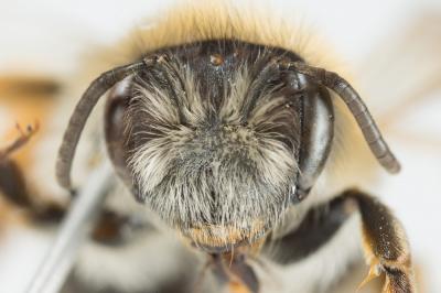  Andrena gravida Imhoff, 1832