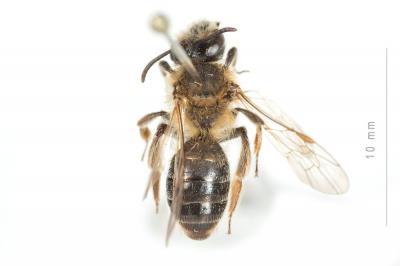  Andrena helvola (Linnaeus, 1758)