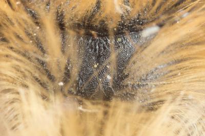  Andrena helvola (Linnaeus, 1758)