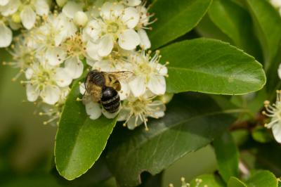  Andrena flavipes Panzer, 1799