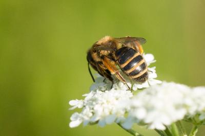 Andrena flavipes Panzer, 1799