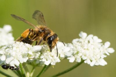  Andrena flavipes Panzer, 1799