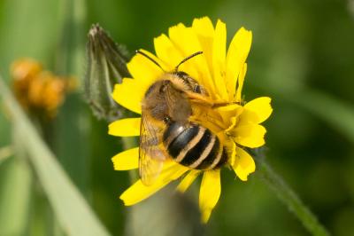  Andrena flavipes Panzer, 1799