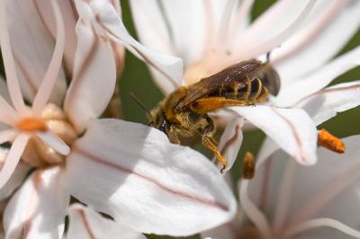  Andrena chrysopyga Schenck, 1853
