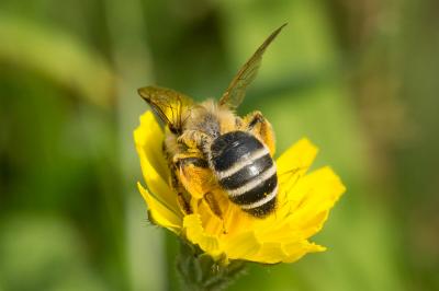  Andrena flavipes Panzer, 1799