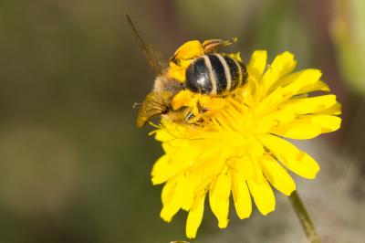  Andrena flavipes Panzer, 1799
