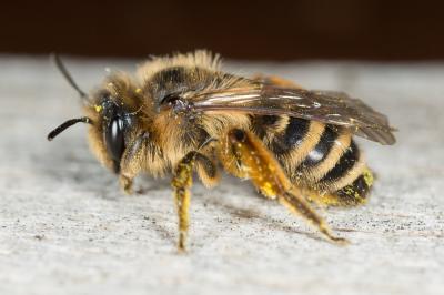  Andrena flavipes Panzer, 1799