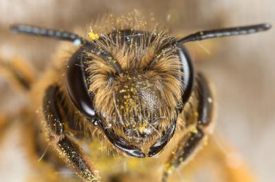  Andrena flavipes Panzer, 1799