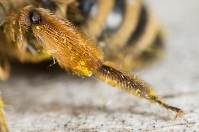  Andrena flavipes Panzer, 1799