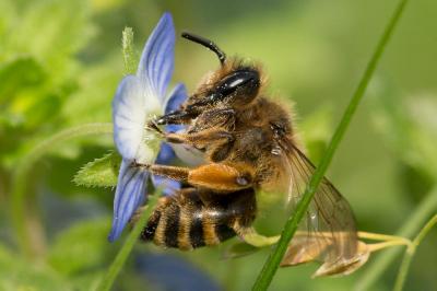  Andrena flavipes Panzer, 1799