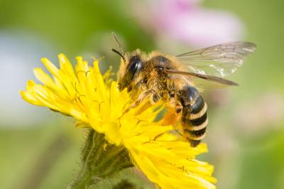  Andrena flavipes Panzer, 1799