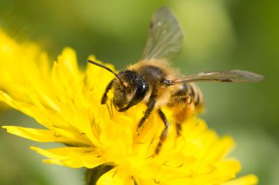  Andrena flavipes Panzer, 1799