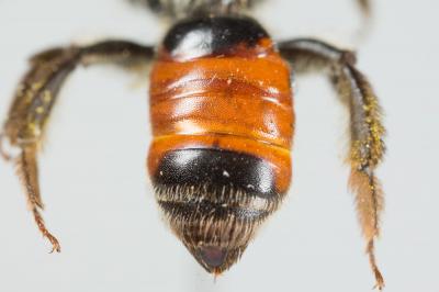  Andrena labiata Fabricius, 1781