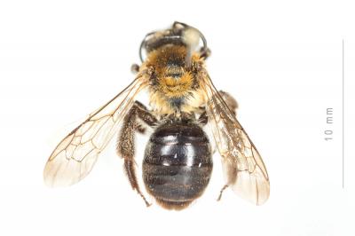  Andrena limata Smith, 1853