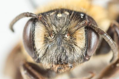  Andrena limata Smith, 1853