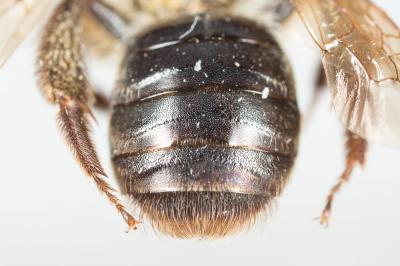  Andrena limata Smith, 1853