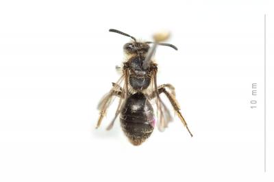  Andrena minutula (Kirby, 1802)