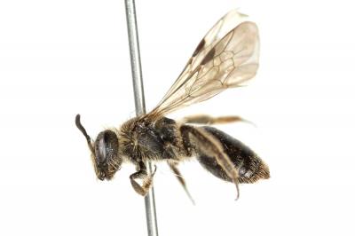 Andrena minutula (Kirby, 1802)