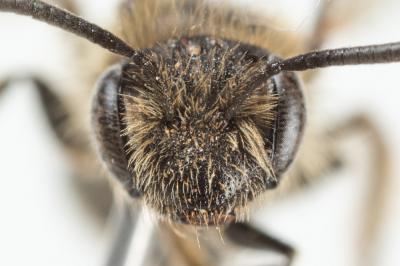  Andrena minutula (Kirby, 1802)