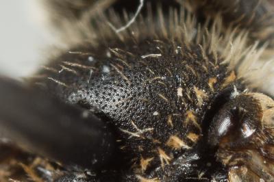  Andrena minutula (Kirby, 1802)