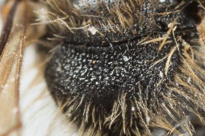  Andrena minutula (Kirby, 1802)